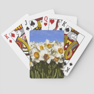 USA, Oregon, Willamette Valley. Daffodien wachsen Spielkarten