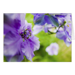USA, Oregon, Willamette Valley, Larkspur Close 2