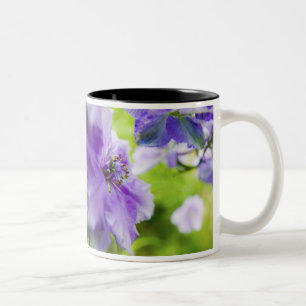 USA, Oregon, Willamette Valley, Larkspur Nahaufnah Zweifarbige Tasse