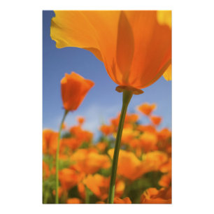 USA, Oregon, Willamette Valley, Nahaufnahme von Fotodruck