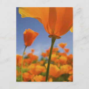 USA, Oregon, Willamette Valley, Nahaufnahme von Postkarte