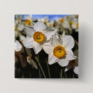 USA, Oregon, Willamette Valley. Narzissen Button