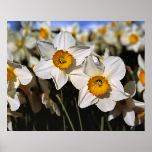 USA, Oregon, Willamette Valley. Narzissen Poster