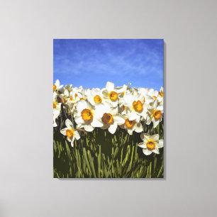 USA, Oregon, Willamette Valley. Narzissen wachsen Leinwanddruck