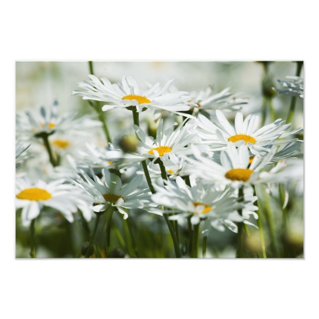 USA, Oregon, Willamette Valley, Selective Fotodruck (Vorne)