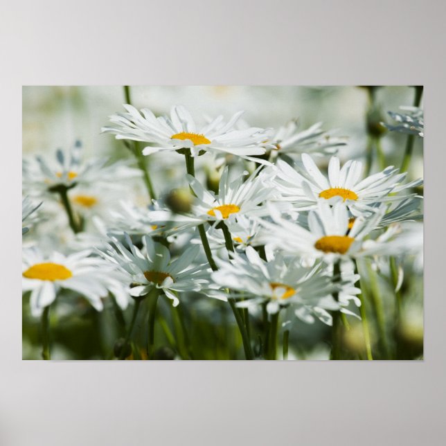 USA, Oregon, Willamette Valley, Selective Poster (Vorne)