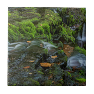 USA, Pennsylvania, Benton, Ricketts Glen State Par Fliese