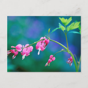 USA, Pennsylvania. Blume des Herzens Postkarte