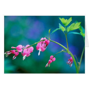 USA, Pennsylvania. Blutherz-Blumen