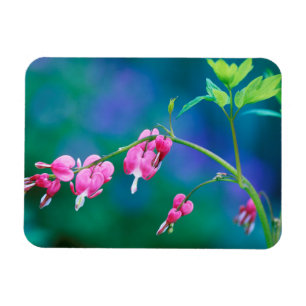 USA, Pennsylvania. Blutherz-Blumen Magnet