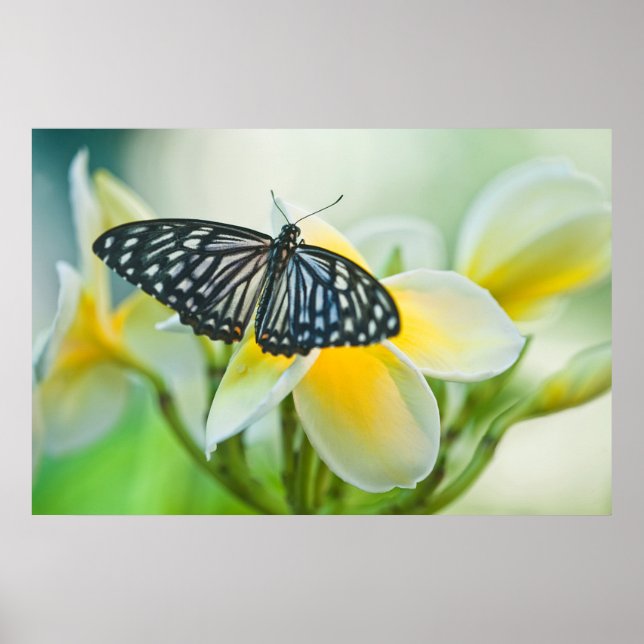 USA, Pennsylvania. Frack Schmetterling Poster (Vorne)