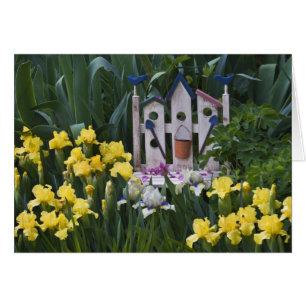 USA, Pennsylvania. Garten-Schwertlilien wachsen um