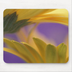 USA, Pennsylvania. Gelbe Gerbera-Daisies, nah Mousepad