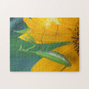 USA, Pennsylvania. Gottesanbeterin