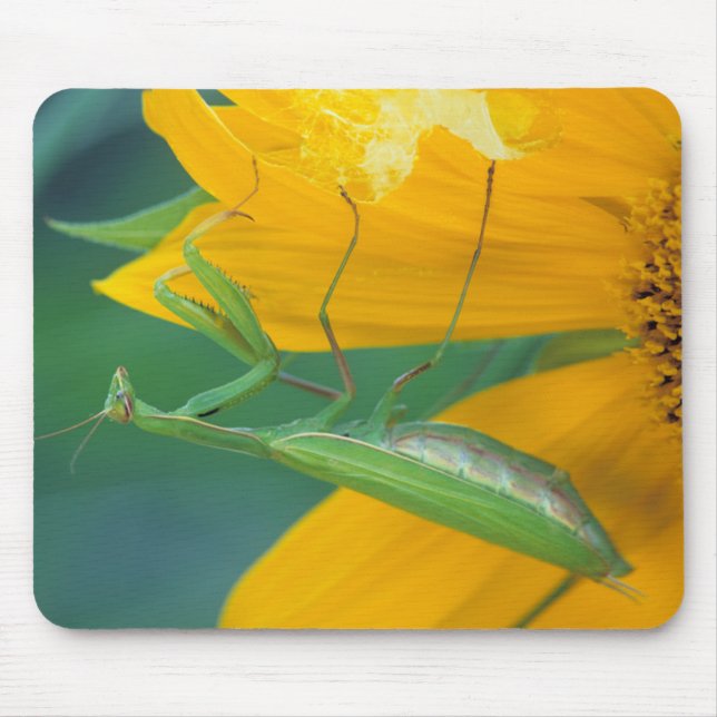 USA, Pennsylvania. Gottesanbeterin Mousepad (Vorne)