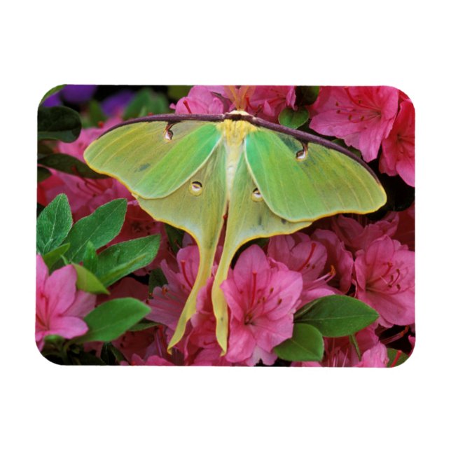 USA, Pennsylvania. Luna Moth on Pink Clematis Magnet (Horizontal)