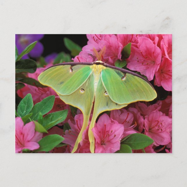 USA, Pennsylvania. Luna Moth on Pink Clematis Postkarte (Vorderseite)