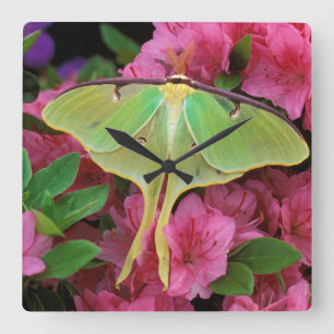 USA, Pennsylvania. Luna-Motte auf rosa Clematis Quadratische Wanduhr