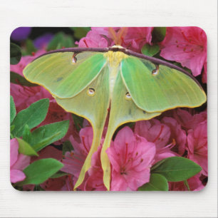 USA, Pennsylvania. Mondspinner auf rosa Clematis Mousepad