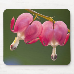 USA, Pennsylvania. Nahaufnahme von zwei blutenden Mousepad