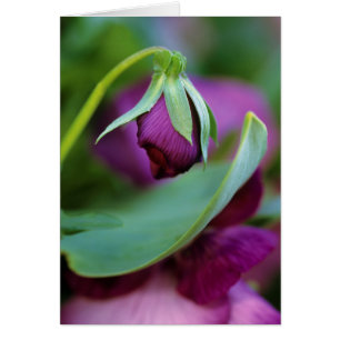 USA, Pennsylvania. Öffnung der Blume im Frühjahr