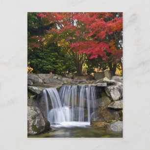 USA, Redmond, Washington. Herbstfarben in einem Pa Postkarte