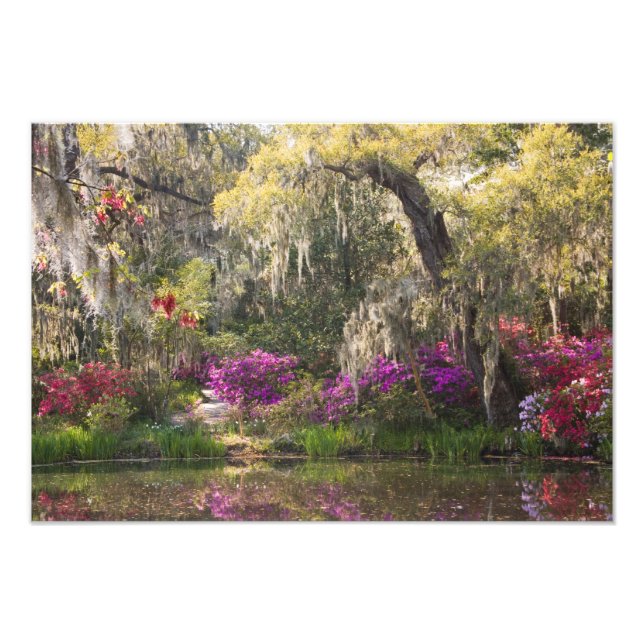 USA, South Carolina, Charleston. Cypress Trees 2 Fotodruck (Vorne)