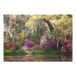 USA, South Carolina, Charleston. Zypressen 2 Fotodruck