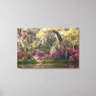 USA, South Carolina, Charleston. Zypressen 2 Leinwanddruck