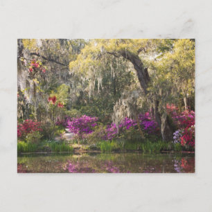 USA, South Carolina, Charleston. Zypressen 2 Postkarte