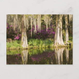 USA, South Carolina, Charleston. Zypressen Postkarte
