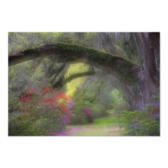 USA, South Carolina, Magnolia Gardens. Fotodruck (Vorne)