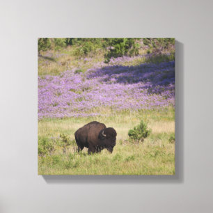 USA, South Dakota, amerikanischer Bison Leinwanddruck