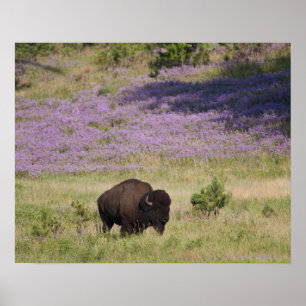 USA, South Dakota, amerikanischer Bison Poster