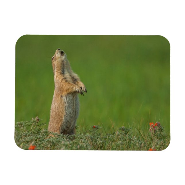 USA, South Dakota, Custer Staat Park Magnet (Horizontal)