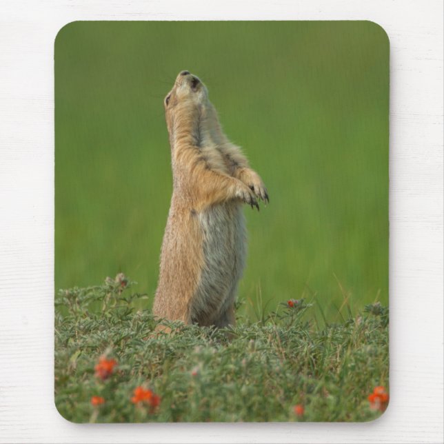 USA, South Dakota, Custer Staat Park Mousepad (Vorne)