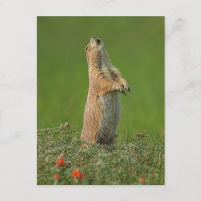 USA, South Dakota, Custer Staat Park Postkarte (Vorderseite)