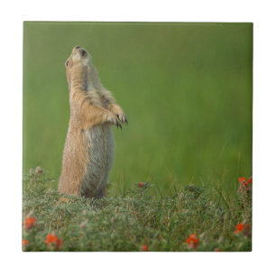 USA, South Dakota, Custer State Park Fliese