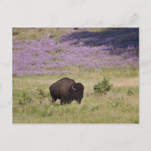 USA, Süddakota, amerikanisches Bison (Bison bison) Postkarte (Vorderseite)
