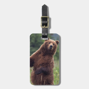 USA, Südost-Alaska, Braunbär und Jungtier Gepäckanhänger