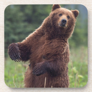 USA, Südost-Alaska, Braunbär und Jungtier Getränkeuntersetzer