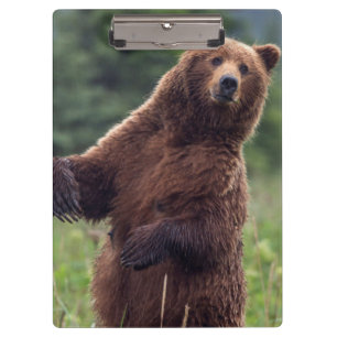 USA, Südost-Alaska, Braunbär und Jungtier Klemmbrett
