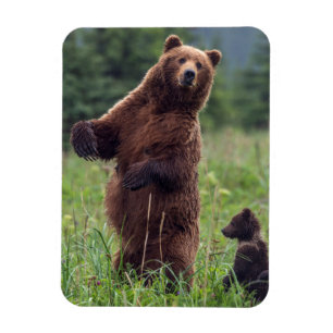 USA, Südost-Alaska, Braunbär und Jungtier Magnet