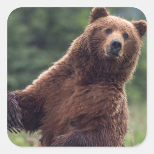 USA, Südost-Alaska, Braunbär und Jungtier Quadratischer Aufkleber