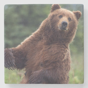 USA, Südost-Alaska, Braunbär und Jungtier Steinuntersetzer