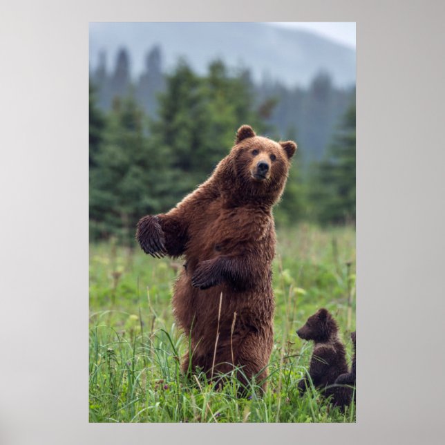 USA, Südost-Alaska, Brown Bear and cub Poster (Vorne)