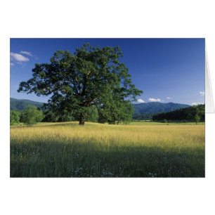 USA, Tennessee. Great Smokey Mountains 3