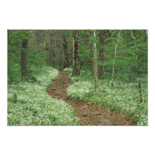 USA, Tennessee, Great Smoky Mountains NP, 3 Fotodruck