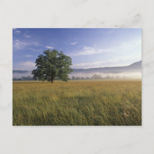 USA, Tennessee. Große Smokey-Berge Postkarte