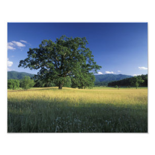 USA, Tennessee. Große Smokey Mountains 2 Fotodruck